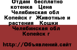 Отдам  бесплатно котенка › Цена ­ 1 - Челябинская обл., Копейск г. Животные и растения » Кошки   . Челябинская обл.,Копейск г.